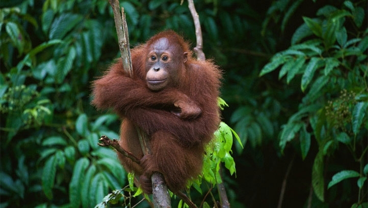 At present, extinction rates are 100 times higher than the natural baseline due to human activity